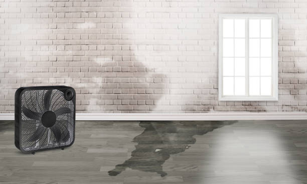 Best Flood damage cleanup  in Onalaska, WI